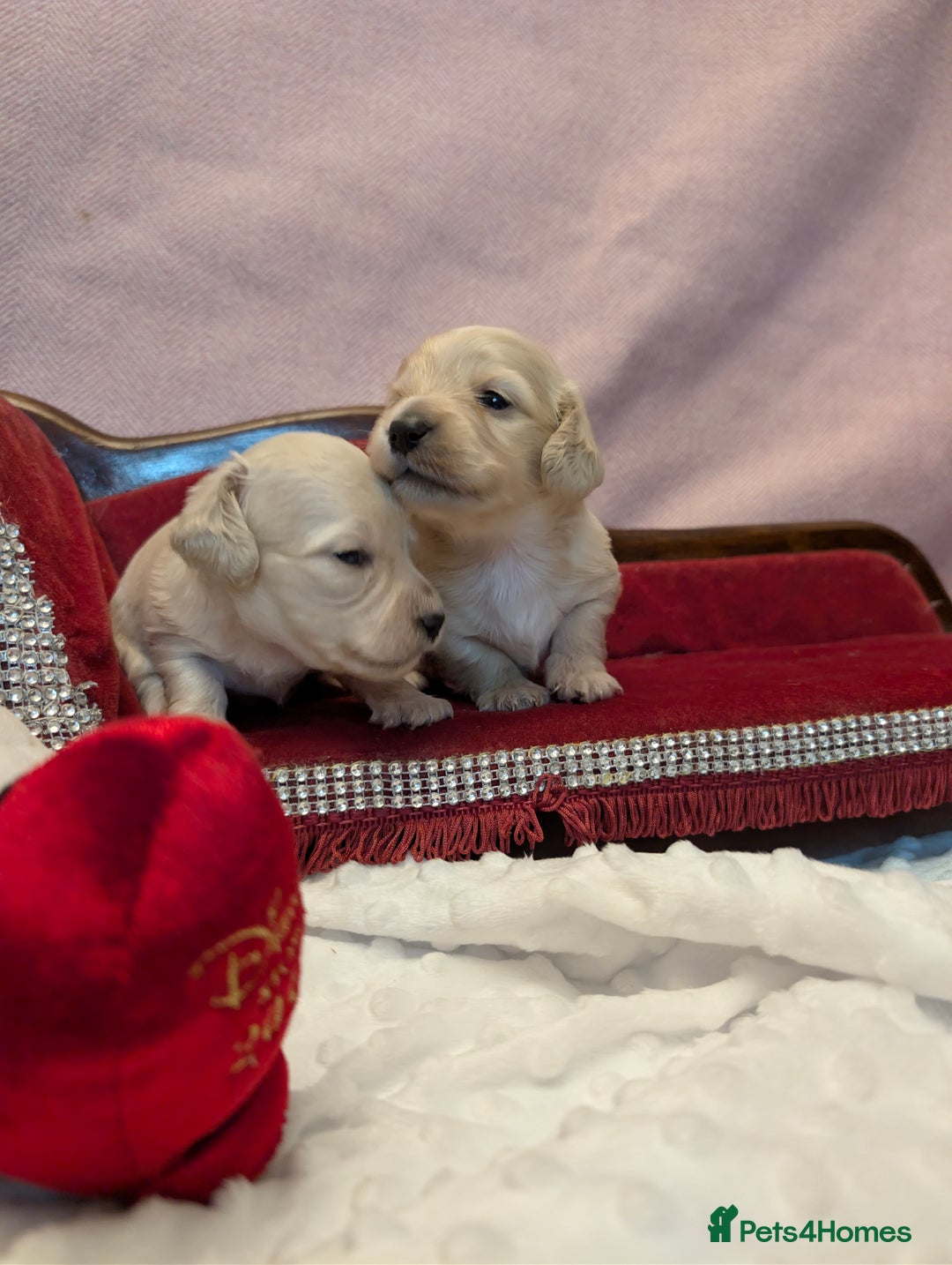 Miniature Dachshund dogs for sale:  Exquisite Long Coat Cream & Black & Tan Babies - Image 3