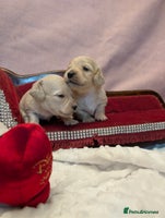 Miniature Dachshund dogs - Advert 8
