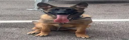 Belgian Shepherd Dog dogs for sale: Malinois female  - Advert 1