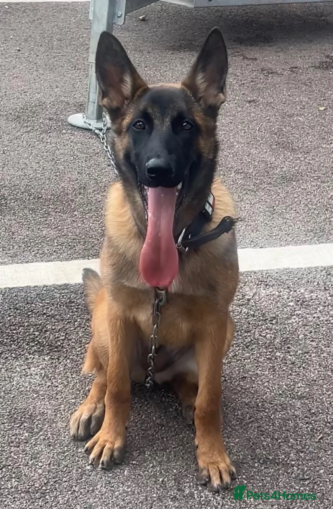 Belgian Shepherd Dog dogs for sale: Malinois female  - Advert 1