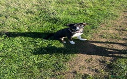 Border Collie dogs for sale: Border Collie Pup Dahlia  - Image 1