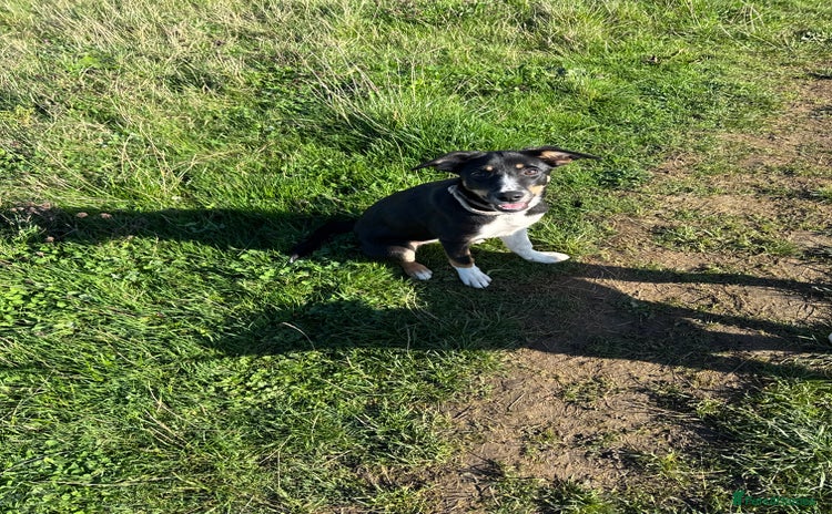 Border Collie dogs - Advert 10