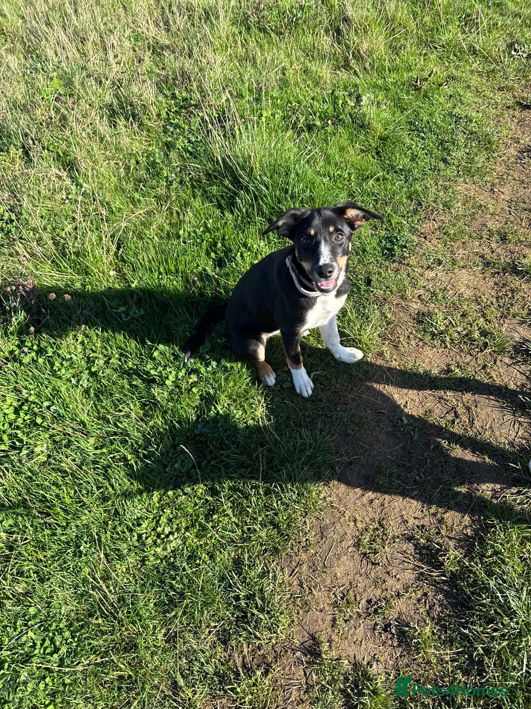 Border Collie dogs for sale: Border Collie Pup Dahlia  - Image 1