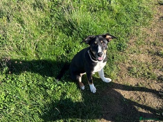 Border Collie dogs - Advert 1