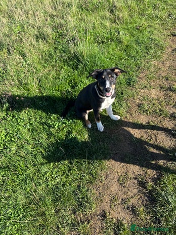 Border Collie dogs - Advert 1