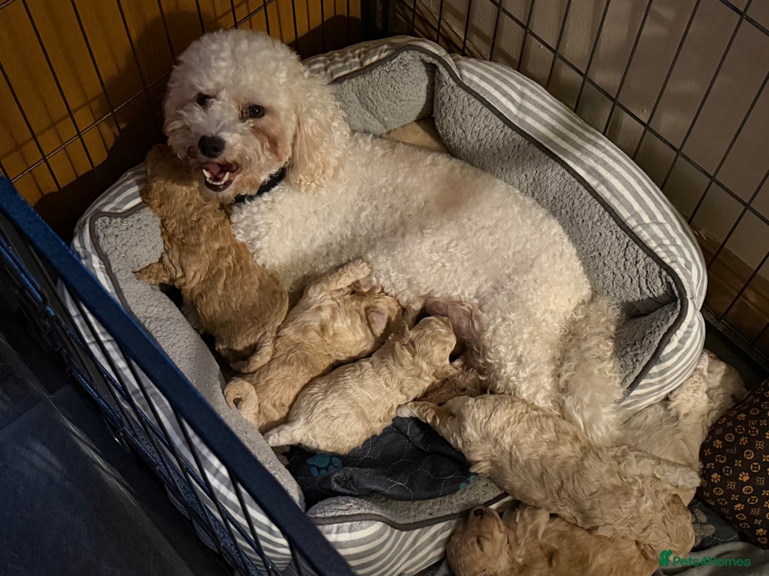 Poochon dogs for sale: Reduced Poochon Puppy   - Advert 3