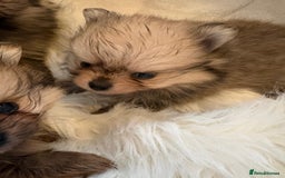 Pomeranian dogs for sale: Amazing KC pom puppies. Really tiny  - Advert 7