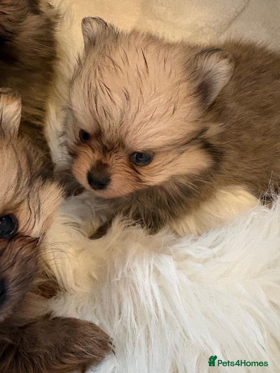 Pomeranian dogs for sale: Amazing KC pom puppies. Really tiny  - Advert 7