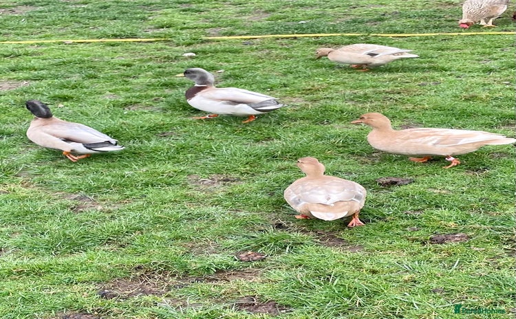 Ducks poultry - Advert 1