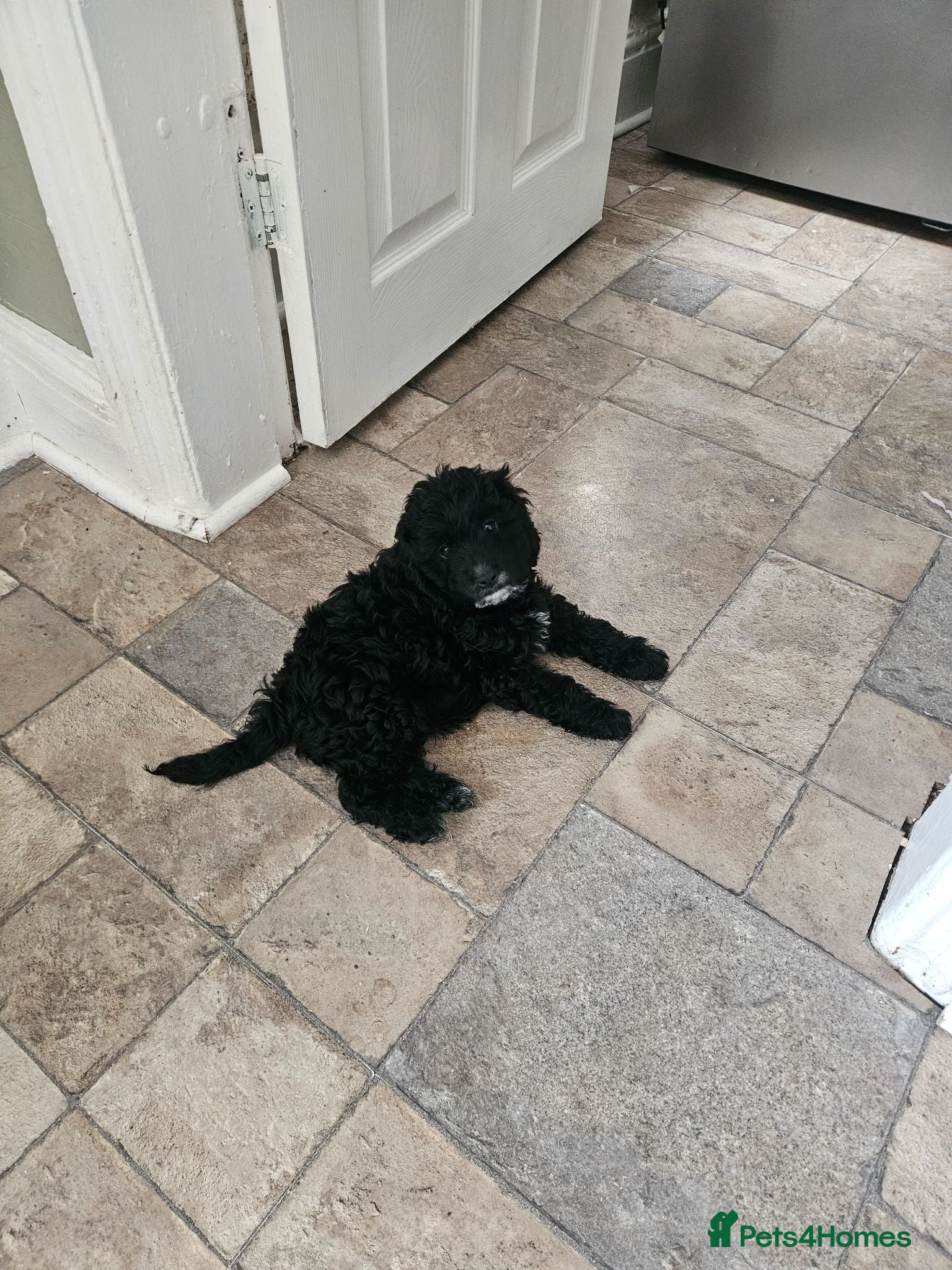 Cockapoo dogs Beautiful Litter of Stunning Cockerpoo Puppies - Advert 1