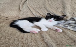 Domestic Shorthair cats for sale: 2 Male Kittens - Image 3