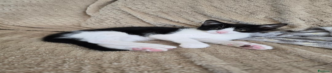 Domestic Shorthair Kitten 2