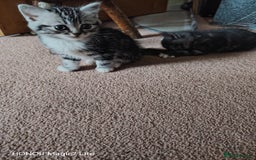 Mixed Breed cats for sale: Little kittens - Image 8