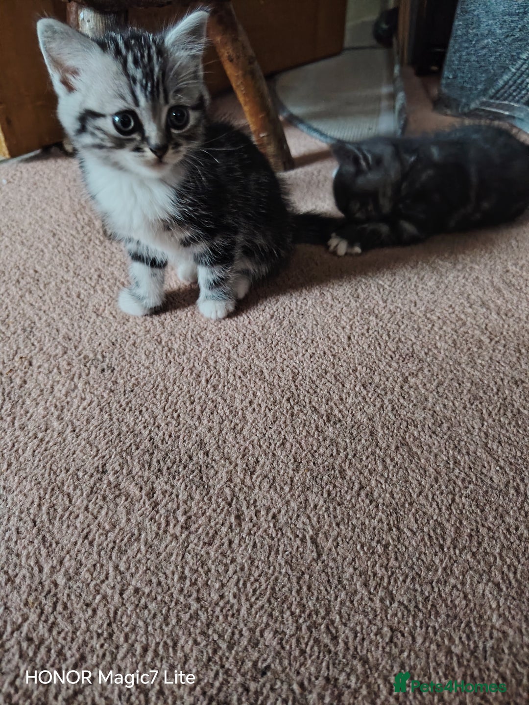 Mixed Breed cats for sale: Little kittens - Image 8