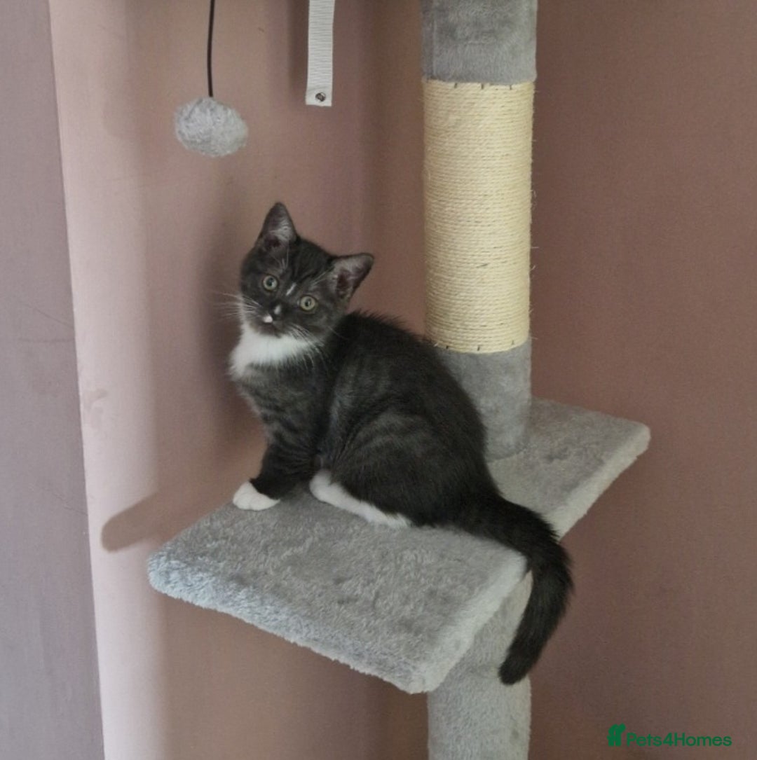 Ragdoll cats for sale: 2 ragdoll x british shorthair kittens  - Image 5