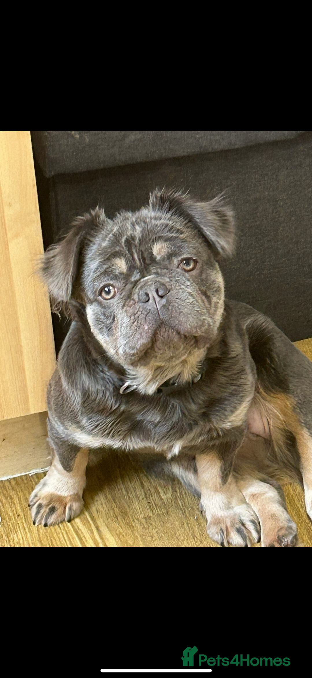 French Bulldog dogs for sale: French bulldogs fluffys  - Image 7