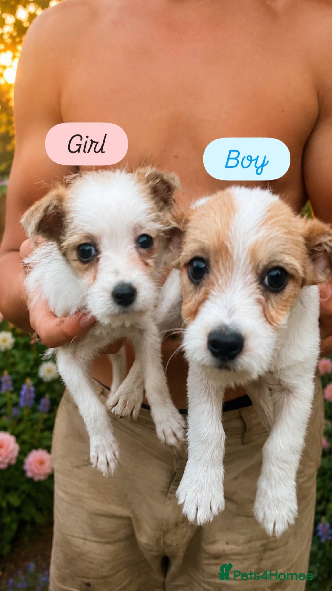 Mixed Breed dogs Tiny maltase+Jack Russell puppy’s  - Advert 1