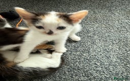 Mixed Breed cats for sale: Kittens for sale - Image 9
