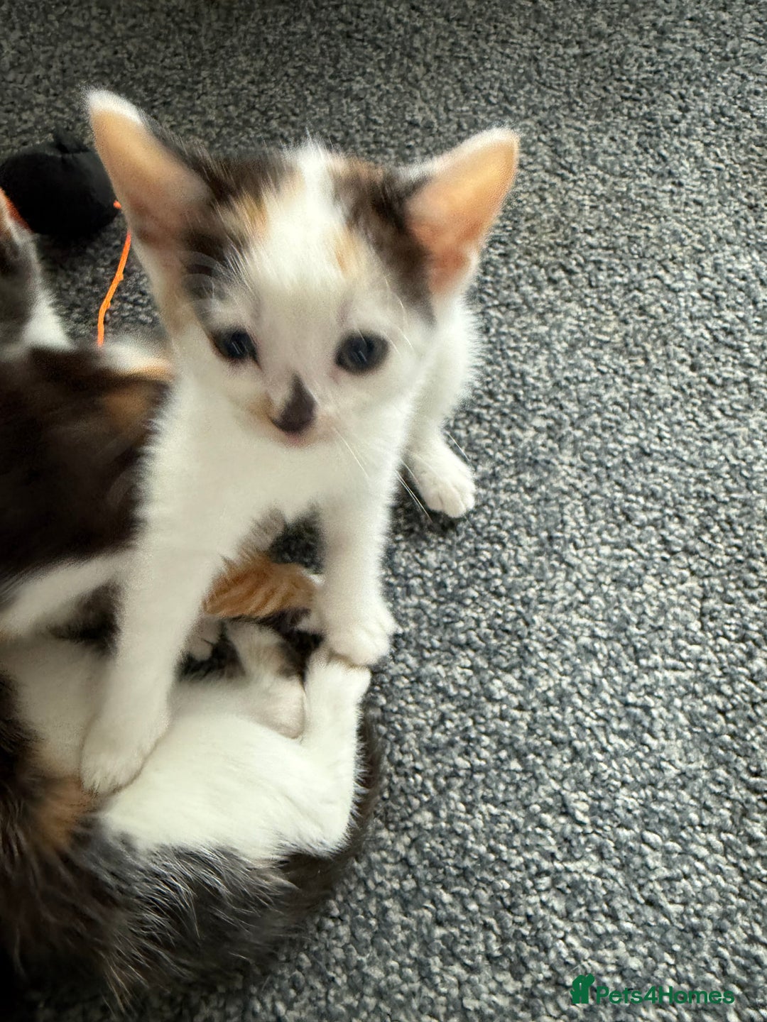 Mixed Breed cats for sale: Kittens for sale - Image 9