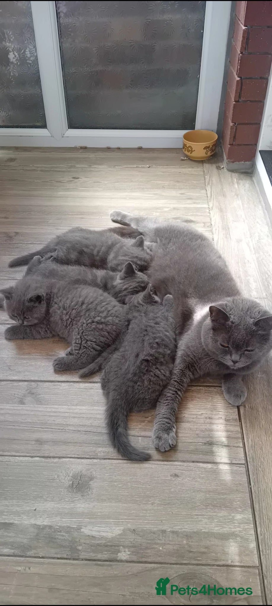 British Shorthair cats Gorgeous British Blue Shorthair Kittens - Advert 1