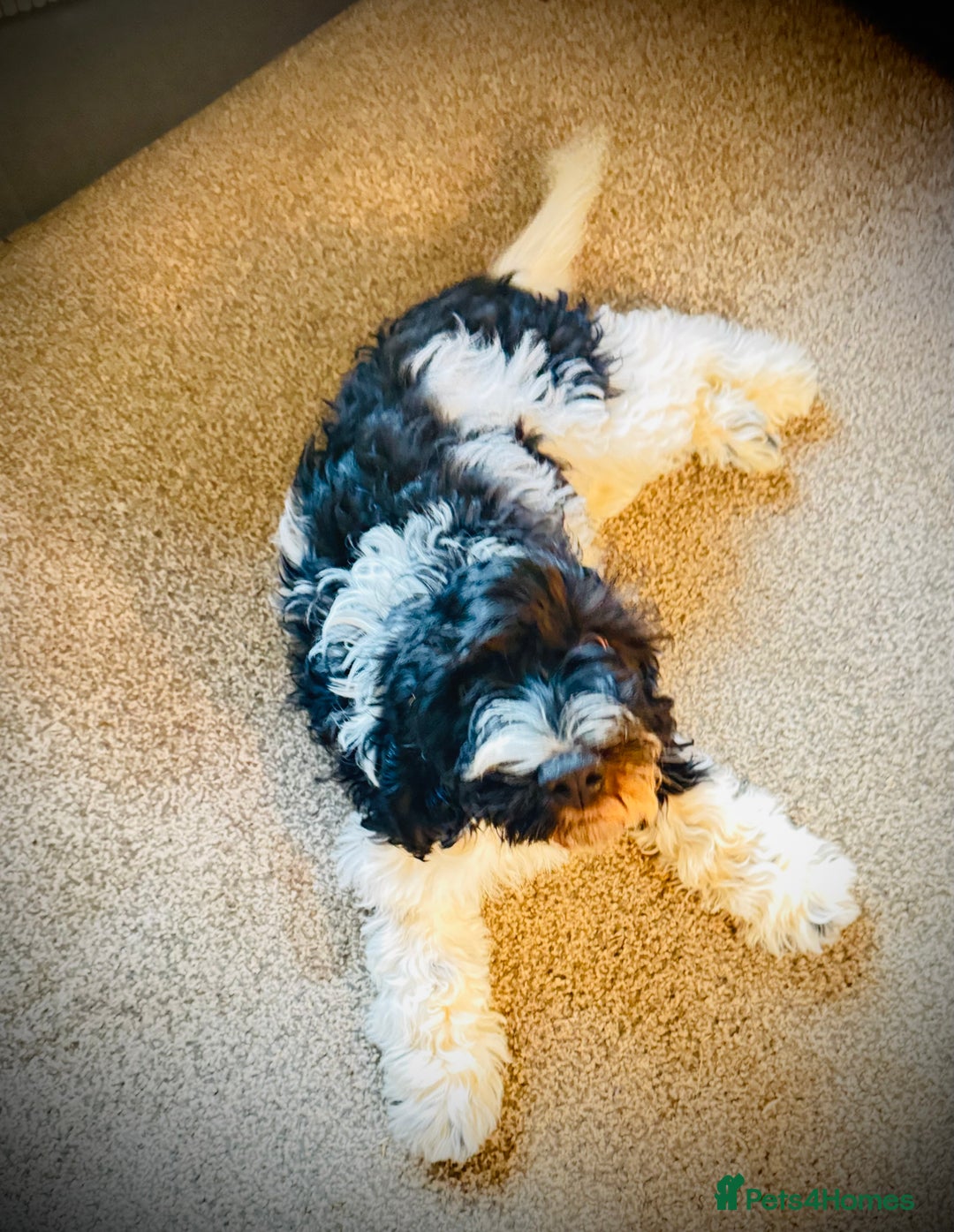 Cockapoo dogs for sale: 2 left! Will you be my forever home? F2 cockapoos  - Image 9