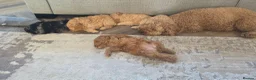 Cockapoo dogs for sale: 1 F1BB Health Tested Toy Cockapoo Left!  - Advert 7