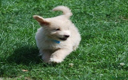 Mixed Breed dogs for sale: F1 Shepadoodle Puppies in Boston - Image 24