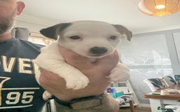 Jack Russell dogs for sale: jack Russell puppies for sell  - Image 11