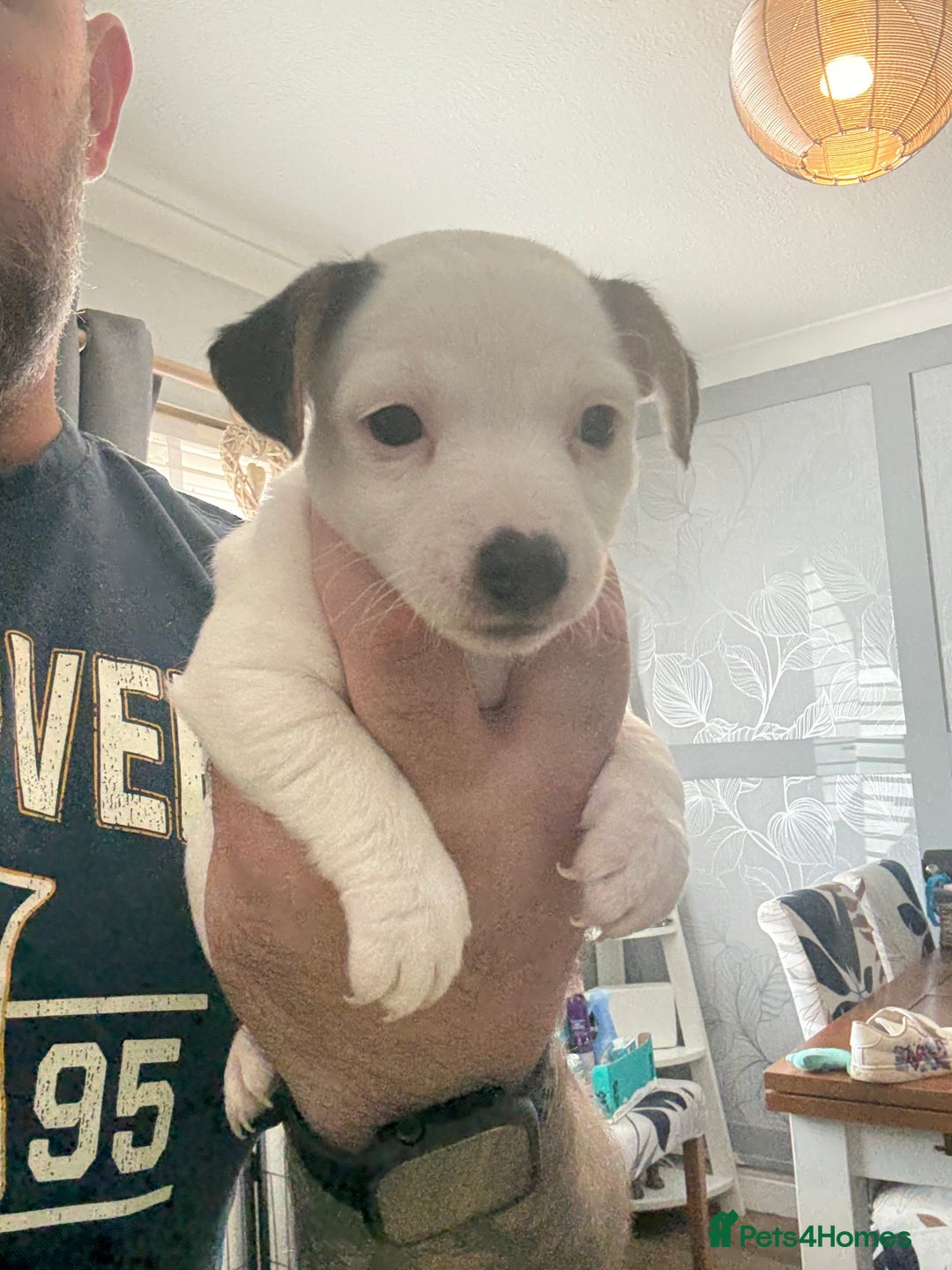Jack Russell dogs for sale: jack Russell puppies for sell  - Image 11