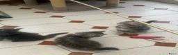 Maine Coon cats for sale: Maine Coon kittens - Advert 8