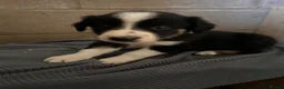 Border Collie dogs for sale: Border collie pups for sale - Advert 4