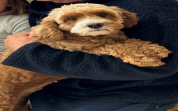Cavapoo dogs for sale: Expecting a litter-health tested F1b Cavapoo pups - Image 7