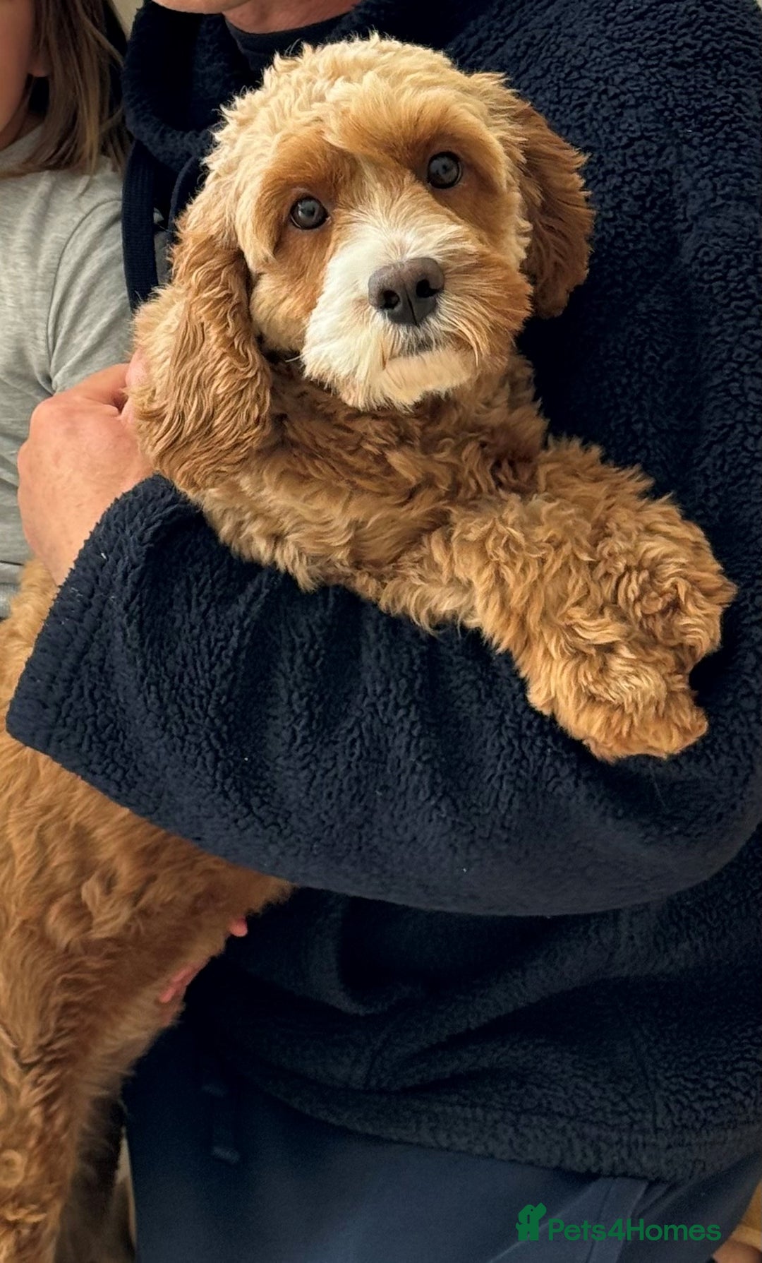 Cavapoo dogs for sale: Expecting a litter-health tested F1b Cavapoo pups - Image 7