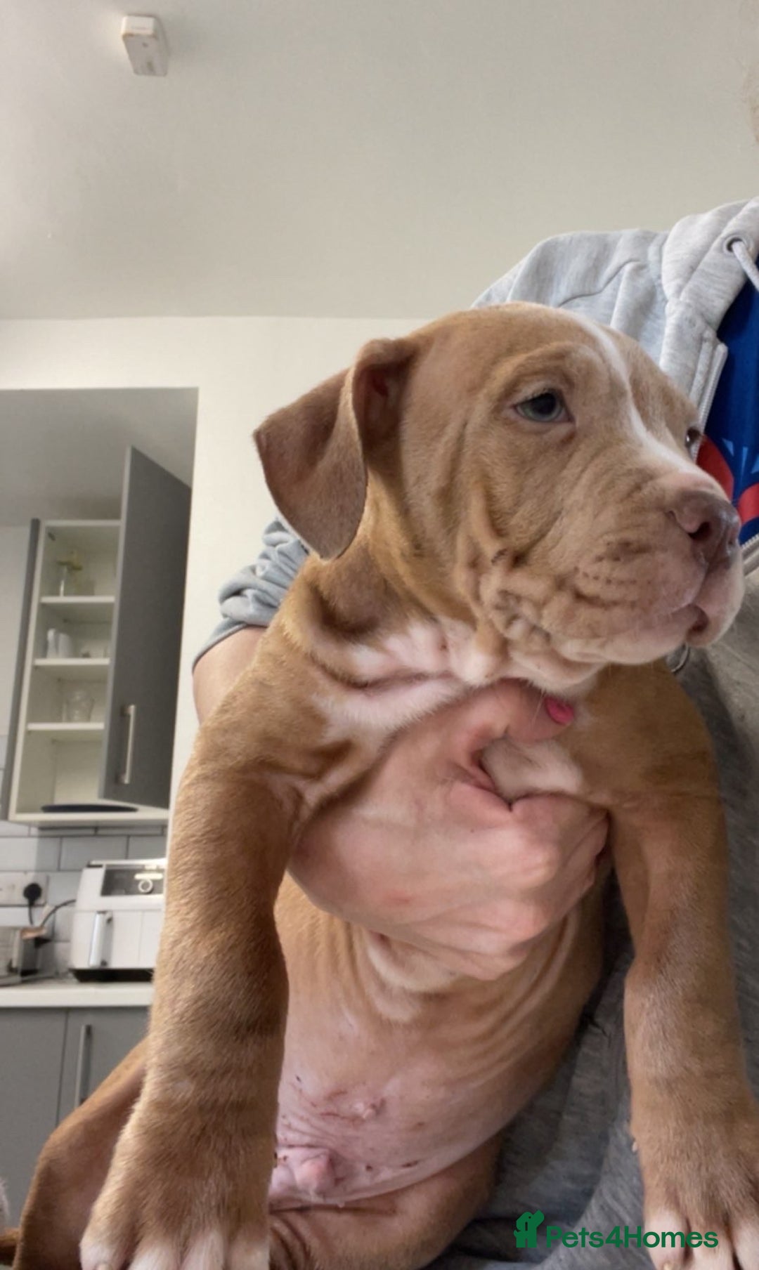 Mixed Breed dogs for sale: Blue staff cross mastiff - Advert 4