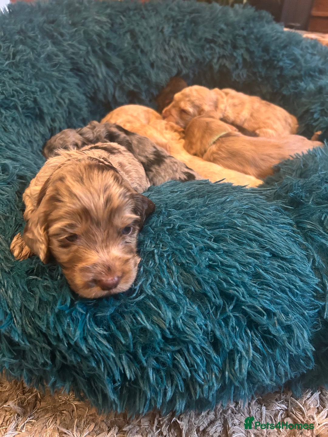 Cockapoo dogs for sale: Beautiful F2 Cockapoo Puppies  - Image 13