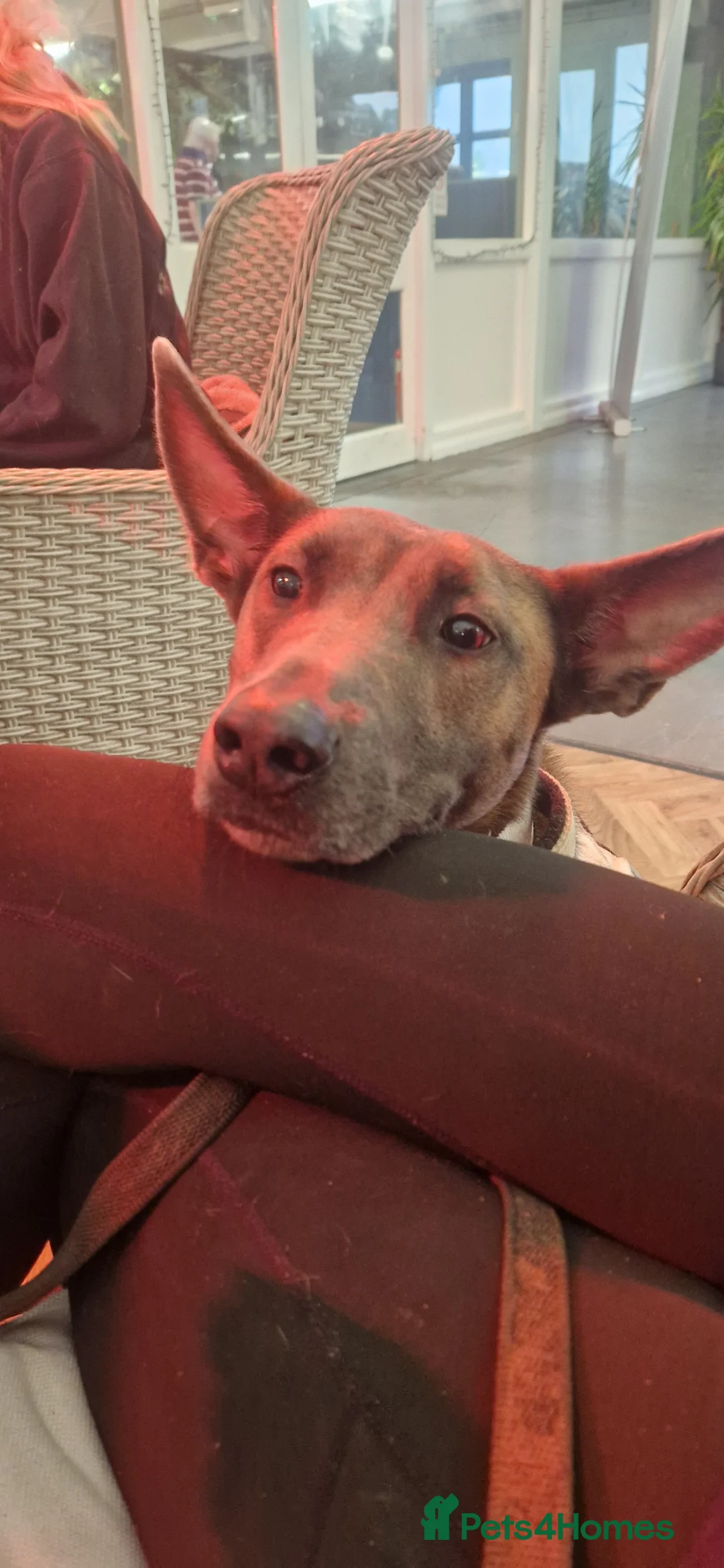 Belgian Shepherd Dog dogs for sale: Looking for a new home in Andover - Advert 2