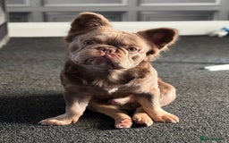 French Bulldog dogs for sale: Male fluffy french bulldog - Image 3