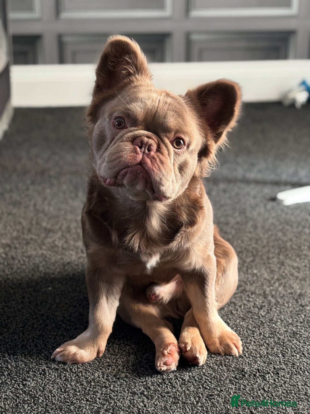 French Bulldog dogs for sale: Male fluffy french bulldog - Image 3