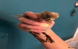 Ducks poultry for sale: Indian runner ducklings - Image 4