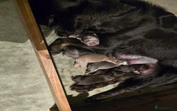 French Bulldog dogs for sale: Fluffy French Bulldog Puppies  - Image 17