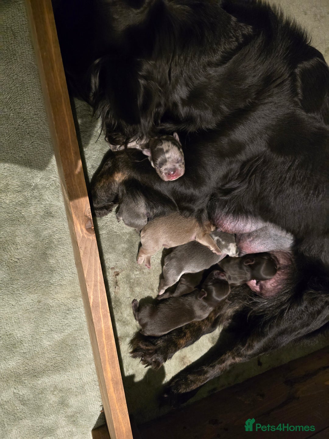 French Bulldog dogs for sale: Fluffy French Bulldog Puppies  - Image 17