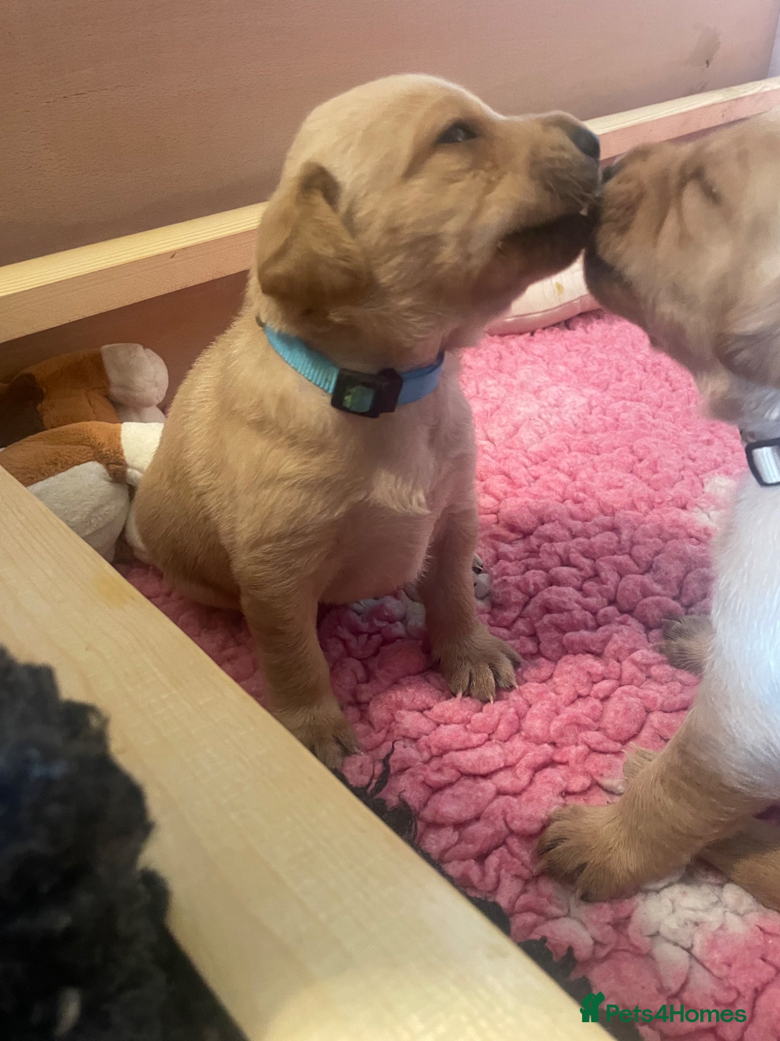 Labrador Retriever dogs KC Registered Health Tested Labrador Puppies - Advert 2