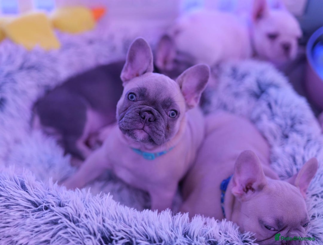 French Bulldog dogs for sale: KC French Bulldog Ready Now ! - Image 17