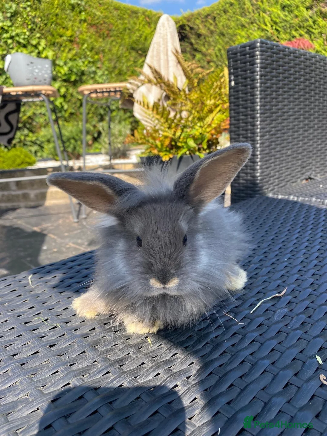 Angora rabbits for sale: Mixed, angora and a Teddywidder £70 - Advert 2