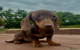 Dachshund dogs for sale: CHAMPION LINE KC REG MINI DACHSHUND GIRLS  - Image 22