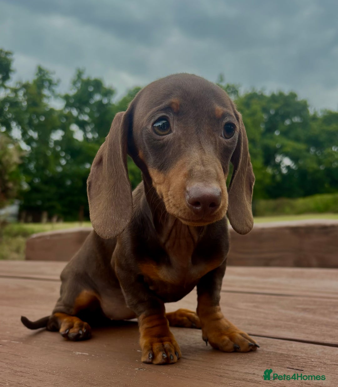 Dachshund dogs for sale: CHAMPION LINE KC REG MINI DACHSHUND GIRLS  - Image 22