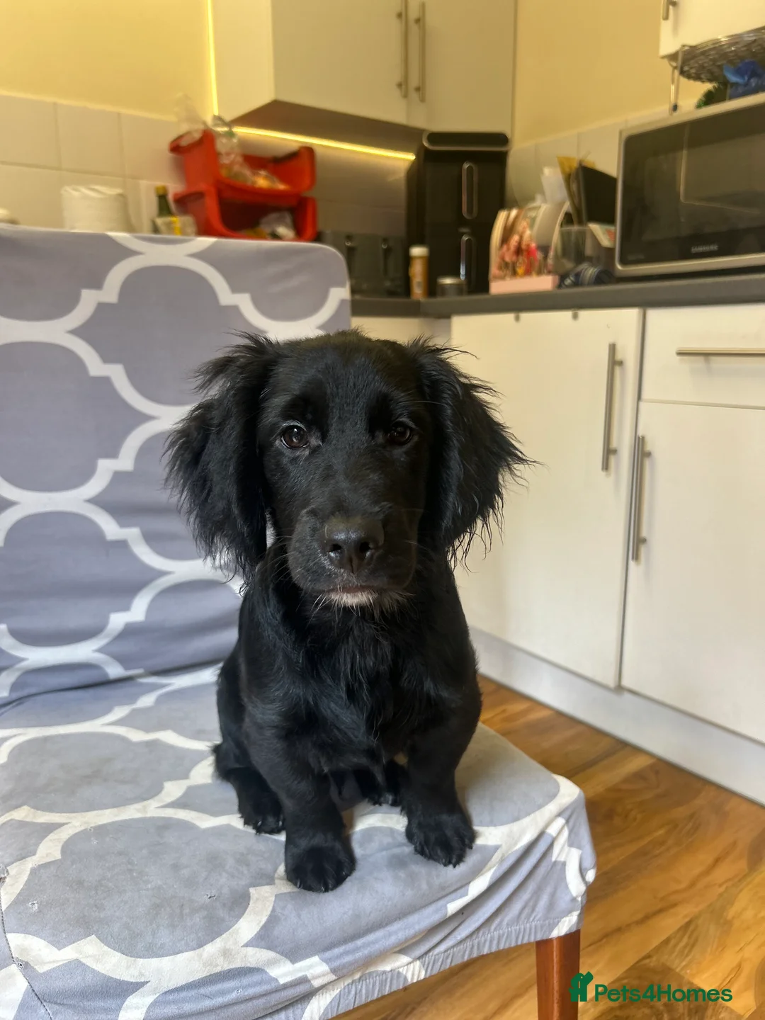 Mixed Breed dogs for sale: Stunning French bulldog/Pomeranian x Cocker  in London - Advert 2