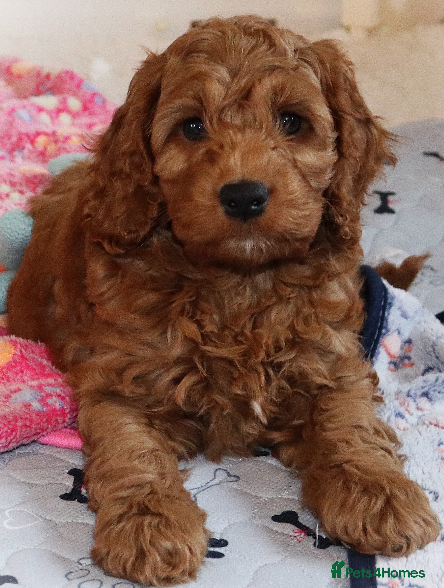 Cavapoo dogs Two F1 Toy Cockapoo Boys Ready For This Half Term  - Advert 2
