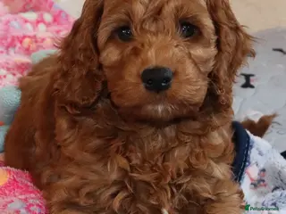 Cavapoo dogs Two F1 Toy Cockapoo Boys Ready For This Half Term - Advert 2