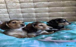 Dachshund dogs for sale: Miniature dachshund puppies  - Image 1